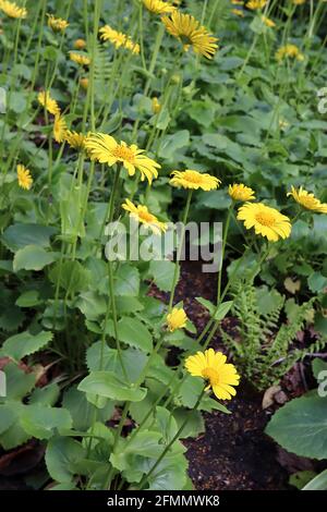 Doronicum orientale ‘Goldcut’ Leopardenbane Goldcut – gelbe Gänseblümchen-ähnliche Blüten an hohen Stielen, Mai, England, Großbritannien Stockfoto