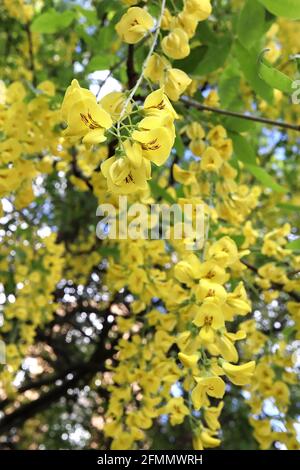 Laburnum x anagyroides ‘Yellow Rocket’ Golden Chain Tree – gelbe erbsenartige Blüten mit braunem Fleck, frischen grünen ovaten Blättern, Mai, England, UK Stockfoto