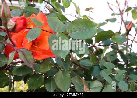 Rosa ‘Warm Welcome’ (ClMin) Rose Warm Welcome – tieforange halbdoppelte Blüten, Mai, England, Großbritannien Stockfoto