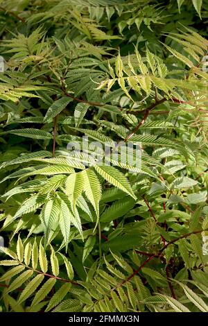 Sorbaria sorbifolia ‘Sem’ Sorbaria Sem – gerippte, gelbgrüne Blätter mit bronzefarbenen Tönungen, farnähnliches Laub, Mai, England, Großbritannien Stockfoto