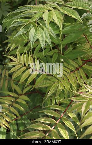 Sorbaria sorbifolia ‘Sem’ Sorbaria Sem – gerippte, gelbgrüne Blätter mit bronzefarbenen Tönungen, farnähnliches Laub, Mai, England, Großbritannien Stockfoto