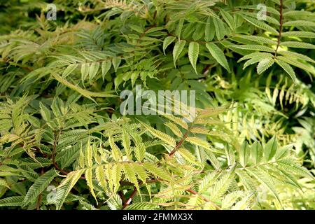 Sorbaria sorbifolia ‘Sem’ Sorbaria Sem – gerippte, gelbgrüne Blätter mit bronzefarbenen Tönungen, farnähnliches Laub, Mai, England, Großbritannien Stockfoto