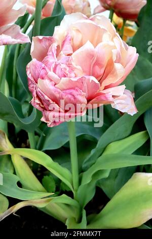 Tulipa ‘La Belle Époque’ Double Early 2 La Belle Epoque Tulpe – Aprikosen- und Bronze-Doppelblüten, helle Mittelrippe, Stockfoto