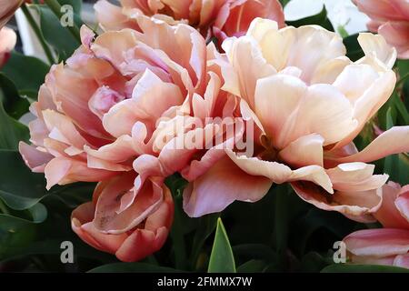 Tulipa ‘La Belle Époque’ Double Early 2 La Belle Epoque Tulpe – Aprikosen- und Bronze-Doppelblüten, helle Mittelrippe, Stockfoto