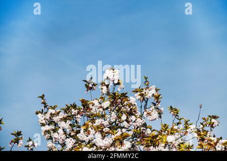 Schöner Blick auf weiße Kirschblüten am blauen Himmel Stockfoto