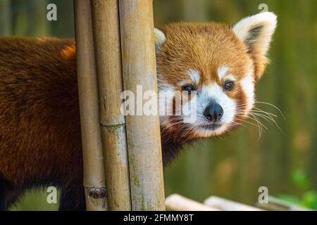 Red Panda (Ailurus fulgens refulgens) im Zoo Atlanta in Atlanta, Georgia. (USA) Stockfoto