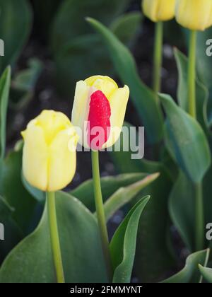Schöne Aufnahme von gelben Tulpen mit roten Streifen und hoch Blätter, die sie in einem Feld umgeben Stockfoto