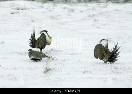 Greater Sage-Grouse Centrocercus urophasianus SE of Walden, Colorado, USA 20 April 2018 Erwachsene, Männlich Und Weiblich Phasianidae Stockfoto