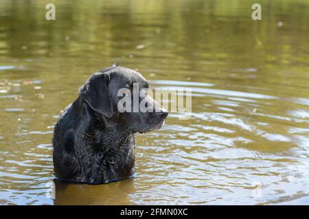 Schwarzer Labrador Retriever Hund im Wasser Stockfoto