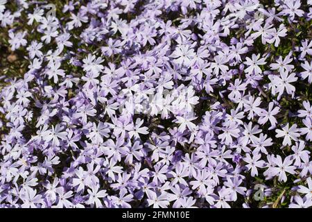 Phlox subulata 'Blue Emerald' schleichende Phlox. Stockfoto