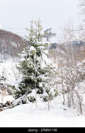 Im Winter ist die Fichte in den Bergen mit Schnee bedeckt Stockfoto