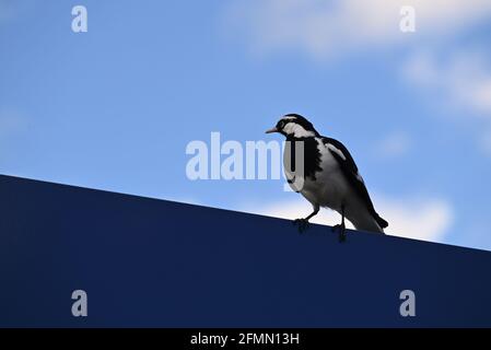 Eine Elster-Lerche, die auf einem blauen Schild thront und nach rechts blickt, mit blauem Himmel und hellen Wolken im Hintergrund Stockfoto