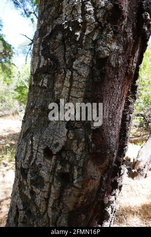 Chatsworth, Kalifornien USA 3. Mai 2021 EINE allgemeine Sicht der Atmosphäre der Spahn Ranch, alias Spahn Movie Ranch Location an der Santa Susana Pass Road am 3. Mai 2021 in Chatsworth, Kalifornien, USA. Foto von Barry King/Alamy Stockfoto Stockfoto