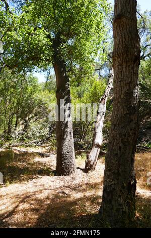 Chatsworth, Kalifornien USA 3. Mai 2021 EINE allgemeine Sicht der Atmosphäre der Spahn Ranch, alias Spahn Movie Ranch Location an der Santa Susana Pass Road am 3. Mai 2021 in Chatsworth, Kalifornien, USA. Foto von Barry King/Alamy Stockfoto Stockfoto