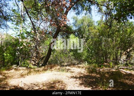 Chatsworth, Kalifornien USA 3. Mai 2021 EINE allgemeine Sicht der Atmosphäre der Spahn Ranch, alias Spahn Movie Ranch Location an der Santa Susana Pass Road am 3. Mai 2021 in Chatsworth, Kalifornien, USA. Foto von Barry King/Alamy Stockfoto Stockfoto