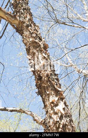 Betula nigra 'Cully' Heritage Flussbirke. Stockfoto