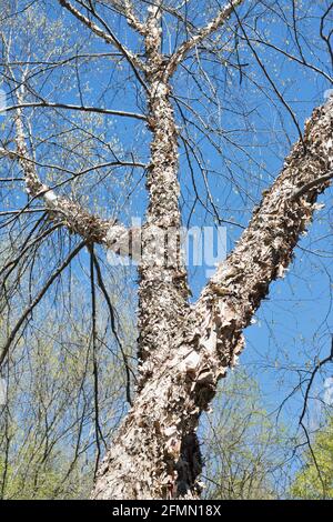 Betula nigra 'Cully' Heritage Flussbirke. Stockfoto