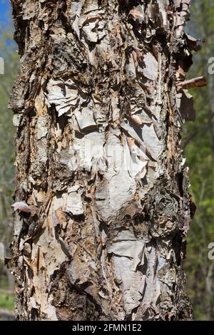 Betula nigra 'Cully' Heritage Flussbirke. Stockfoto