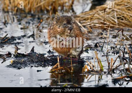 Eine wilde Bisamratte 'Ondatra zibethicus', die auf einem versunkenen Baumstamm auf der Wasseroberfläche eines Teiches im ländlichen Alberta, Kanada, sitzt Stockfoto