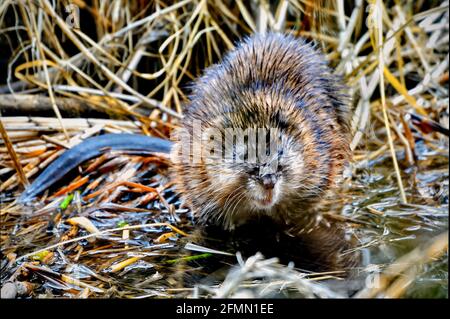 Vorderansicht einer wilden Bisamratte 'Ondatra zibethicus', die in einem sumpfigen Teich im ländlichen Alberta, Kanada, auf Nahrungssuche ist. Stockfoto