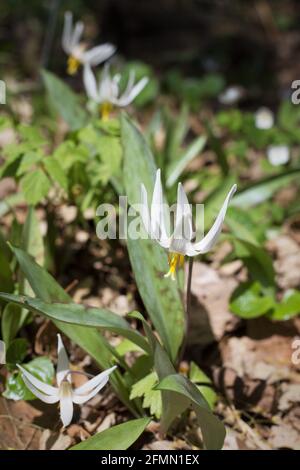 Erythronium - weiße Fawnlilienblüten. Stockfoto