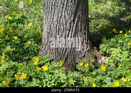 Stylophorum diphyllum - Celandinmohn - wächst um den Stamm eines Quercus bicolor - Sumpfeiche. Stockfoto