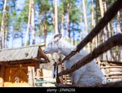 Eine gehörnte Ziege schaut durch einen Holzzaun hinaus. Das Tier bittet die Besucher um Nahrung. Ländliche Ecke. Stockfoto