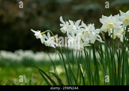 Narziss. Weiße Narzissen blühen im Frühling. VEREINIGTES KÖNIGREICH Stockfoto