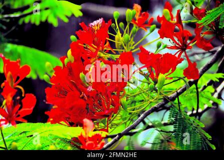 Ein atemberaubender königlicher Poinciana-Baum in voller Blüte in El Salvador, Mittelamerika. Stockfoto