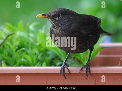 Köln, Deutschland. Mai 2021. Eine Amsel sitzt auf einer Blumenküste im Garten. Die Naturschutzunion Deutschland (NABU) fordert Vogelzählungen. Im Jahr 2020 gab es eine Rekordbeteiligung von 23,000 Personen. Quelle: Oliver Berg/dpa/Alamy Live News Stockfoto