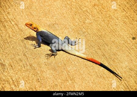 Diese orangefarbene Eidechse kroch in Togo, Westafrika, auf dem Sand und wird die afrikanische Regenbogeneidechse genannt. Stockfoto