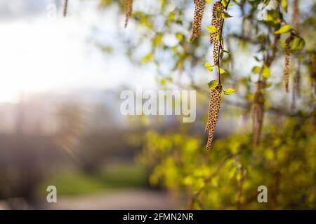 Schöne sonnige Sicht auf die Birkenzweige. Knospen und leuchtend grüne, kleine Blätter gedeihen. Dekorative Birkenblüte – lange, schlanke Kätzchen hängen am Ast Stockfoto