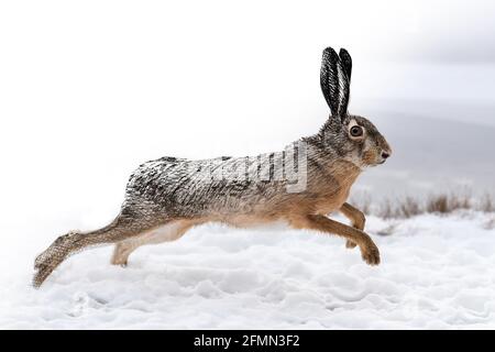 Skizzengrafiken monochrome Illustration und Fotohare-Kombination. Handgezeichnetes Tier gemischt mit Foto (Originale, keine Nachzeichnung) Stockfoto