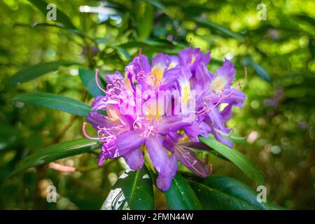 Pontische Rhododendronblüten oder gewöhnlicher Rhododendron im Strandzha-Gebirge, Bulgarien. Sein wissenschaftlicher Name ist Rhododendron ponticum subsp. Stockfoto