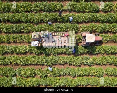 Bauern beladen frisch geerntete Zucchini in Kisten auf einem Traktor-Anhänger auf dem Landwirtschaftsfeld. Stockfoto