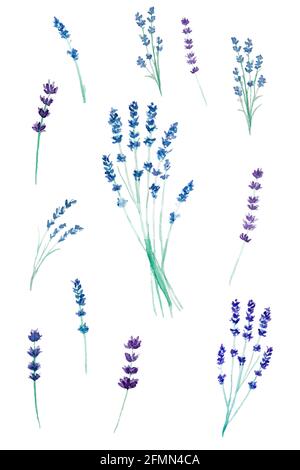 Set von Aquarell-Handzeichnungen blau und lila Lavendel Zweige auf weißem Papier. Blumendruck für Stoff oder Illustration. Blumenstrauß in der provence Stockfoto