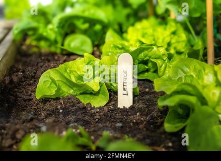 Junge Butterkopfsalatpflanzen mit Holznamensschild in Gartentopf. Lactuca sativa. Leuchtend grün Erbstück Tom Thumb Butterhead Salatpflanzen mit d Stockfoto