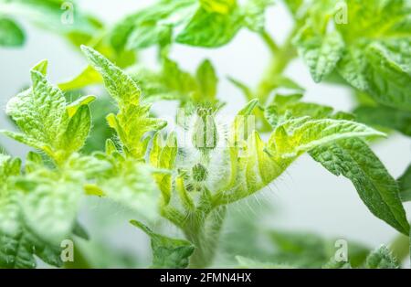 Tomatenblütenknospe, Makro. Behaarte, kleine, 6 mm starke Tomatenknospe vor der Blüte. „Tasmanische Schokolade“, Rindertomate für kleine Räume. Natur Stockfoto