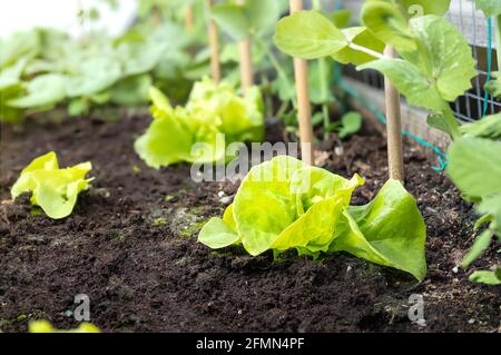 Junge Butterkopfsalat-Pflanzen in Gartenpflanzen. Lactuca sativa. Leuchtend grüne Heirloom Tom Thumb Butterhead-Salatpflanzen mit entkochten Karabinererbsen Stockfoto