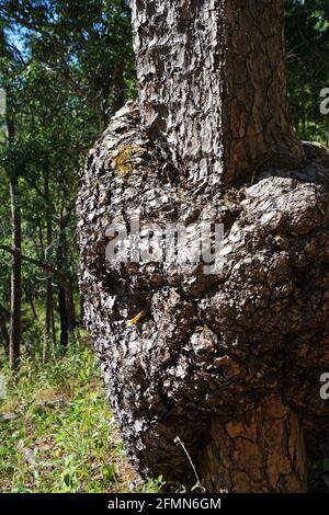 Nahaufnahme des riesigen wilden Waspennestes auf dem Baumstamm Stockfoto
