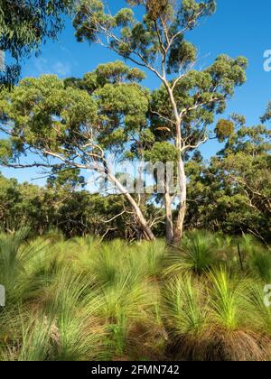 Grasbäume umgeben einen hohen Eukalyptusbaum bei Greens Bush Stockfoto