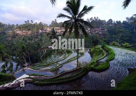 Die malerischen Reisterrassen von Tegallalang in Bali, Indonesien. Stockfoto