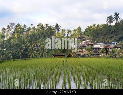 Die malerischen Reisterrassen von Tegallalang in Bali, Indonesien. Stockfoto