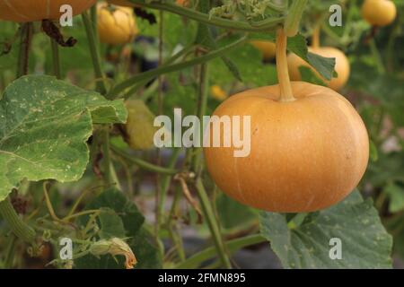 Nahaufnahme von Bio-Kürbis auf dem Bauernhof angebaut. Kürbisse wachsen, die auf der Kürbispflanze auf dem Gartenbaubetrieb von CHES (Icar-IIHR) Chettali hängen Stockfoto