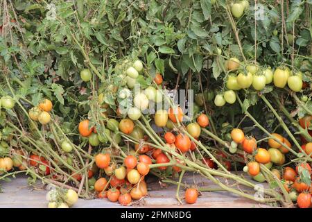 Tomatenpflanze mit einer großen Gruppe frischer Tomaten. Tomatenanbau auf dem Gartenbaubetrieb von CHES(IcR-IIHR) Chettali Stockfoto