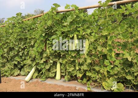 Flaschenkürze Pflanze mit Flaschenkürze hängen in landwirtschaftlichen Betrieb. Lange Wintermelone, die als Calabash oder lagenaria siceraria bezeichnet wird und im Gartenbau angebaut wird Stockfoto