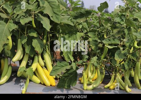 Große Gruppe von frischen grünen brinjal oder Aubergine in der Pflanze. Lange brinjals auf Gartenbaufarm bei CHES (Icar-IIHR) Chettali angebaut Stockfoto