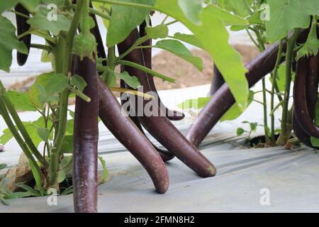 Lange violette brinjale Pflanze mit frischer purpurner Aubergine oder Solanum melongena, die in der Farm angebaut wird. Frische, lange violette Brinjale, die auf dem Gartenbaubetrieb in CH angebaut werden Stockfoto
