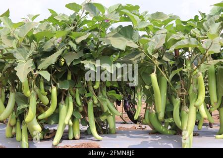 Frische grüne brinjal oder Aubergine wächst in der Pflanze. Lange grüne brinjals auf Gartenbaufarm bei CHES (Icar-IIHR) Chettali angebaut Stockfoto