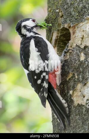 Fütterungszeit, Porträt des Buntspechtes auf Nest in der Frühjahrssaison (Dendrocopos major) Stockfoto